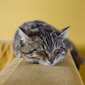 Sleeping Kitten