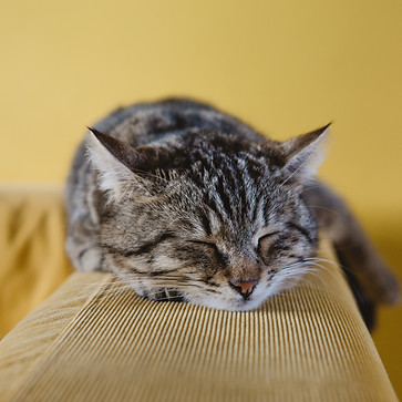 Sleeping Kitten