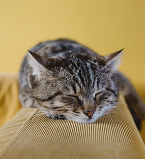 Sleeping Kitten