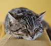 Sleeping Kitten