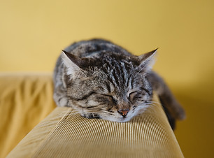 Kitten Sleeping