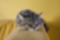 Sleeping Kitten