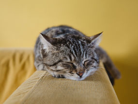 Getting a Better Night's Sleep with Diabetes or Pre-Diabetes