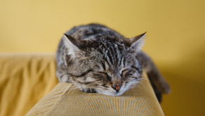 Frequent Vomiting in Cats
Causes, Treatment, and Prevention