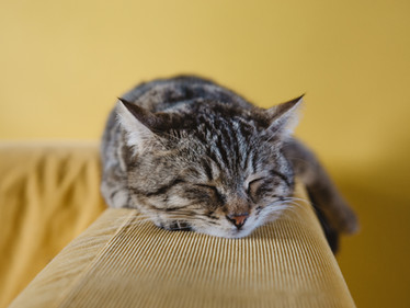 4 Natural Ways to Optimize Your Sleep