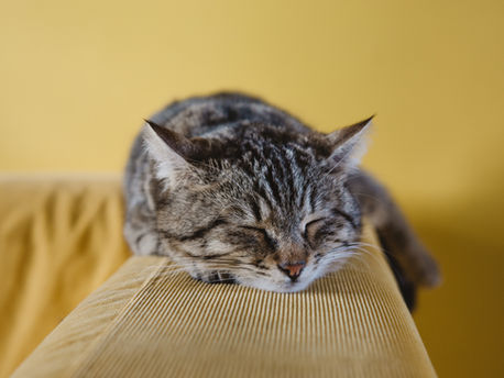 Kaj je melatonin in kako deluje?