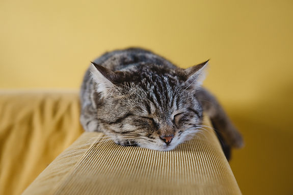 Sleeping Kitten