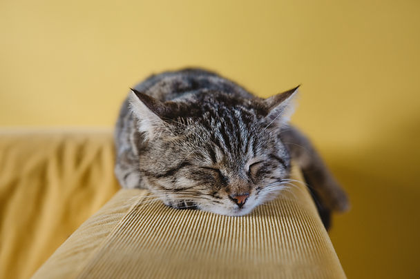 Sleeping Kitten