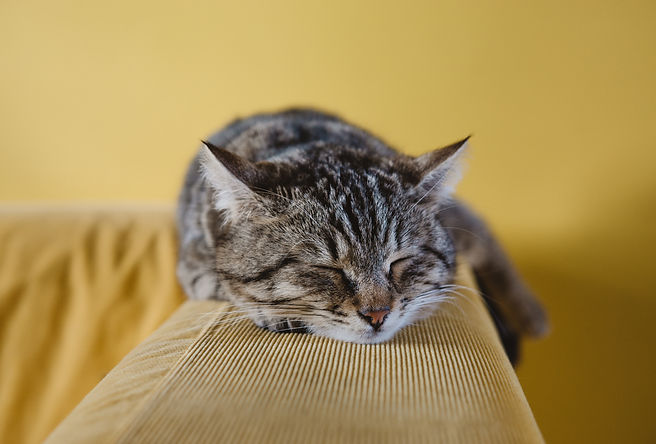 Sleeping Kitten