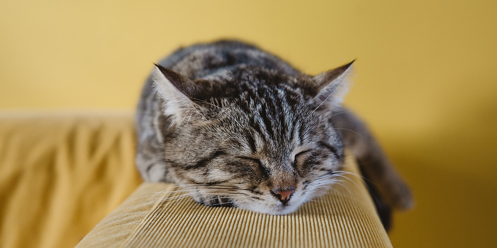 Entspannt wie eine Katze