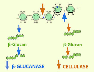Glucanase Cellulase.jpg