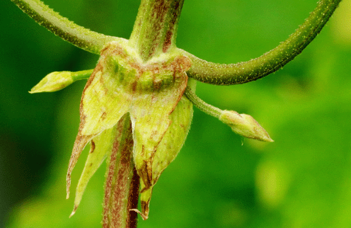 Hopfenblüte_Beginn_Detail.gif