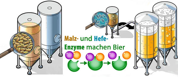 Enzyme machen Bier.jpg