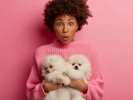 Guia para receber seu filhote de cachorro em casa