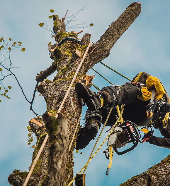 Arborist or lumberjack climbing up on a large tree using different safety and climbing too