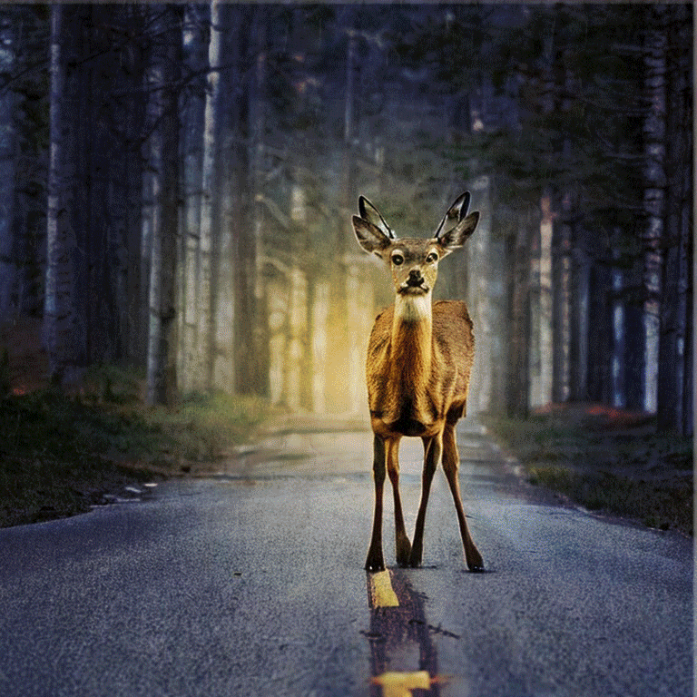 deer