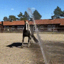 horse-spinning.gif