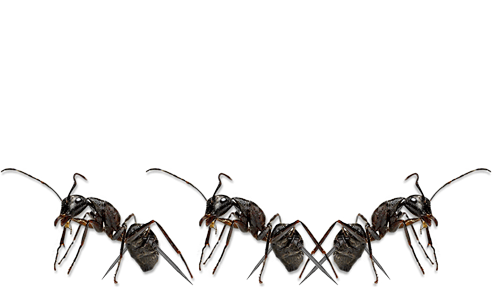 Untitled-3.gif