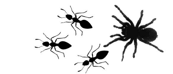 spiders-chase.gif