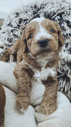 Biscuit