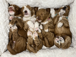 Summer Litter 2026