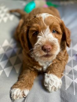 Aurora at 5 1/2 weeks