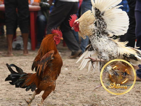 Rooster Royale: The Spectacle of SABONG Cockfighting Events