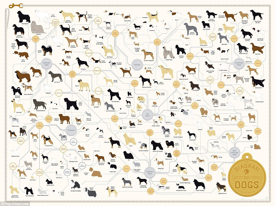 The lineage of the domestic dog