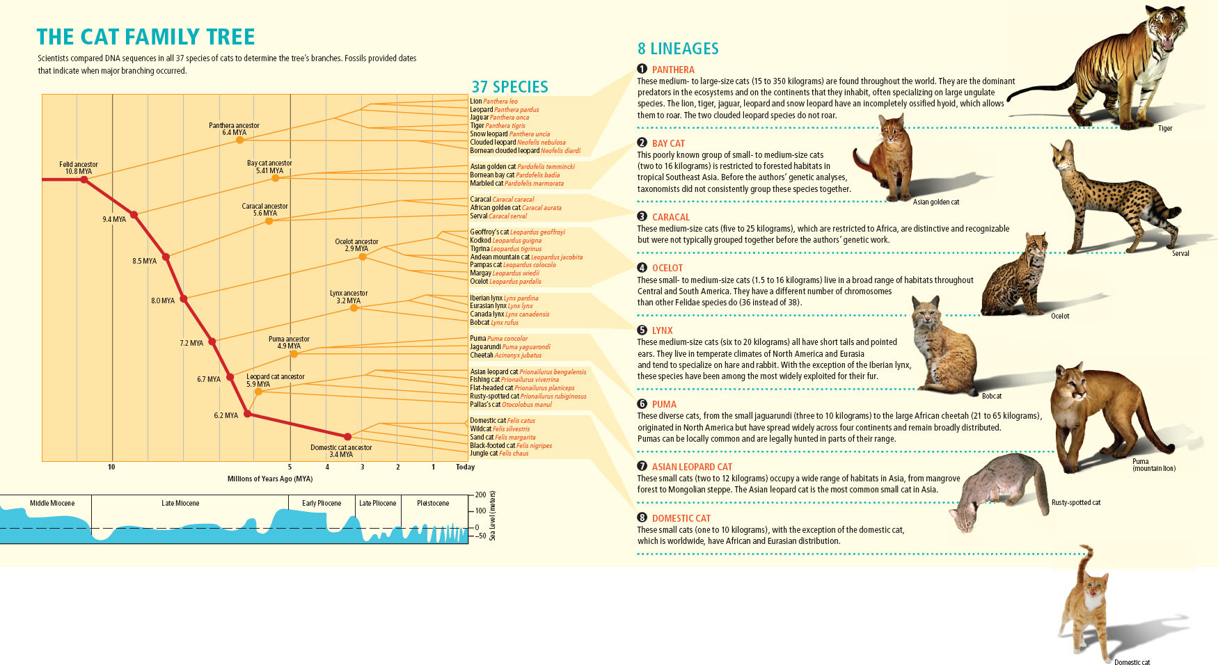 Origin Of The Domestic Cat