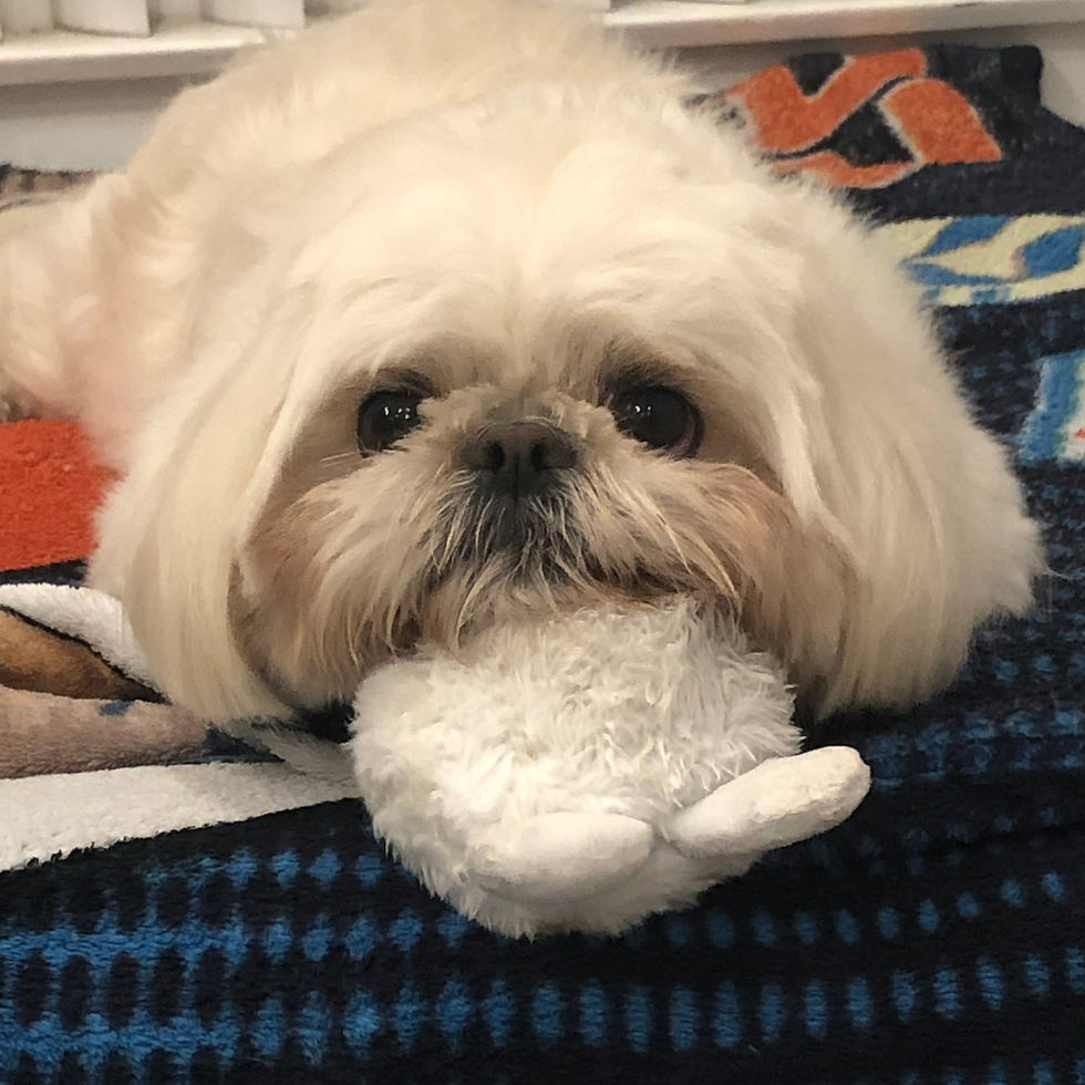 My dog Oppa