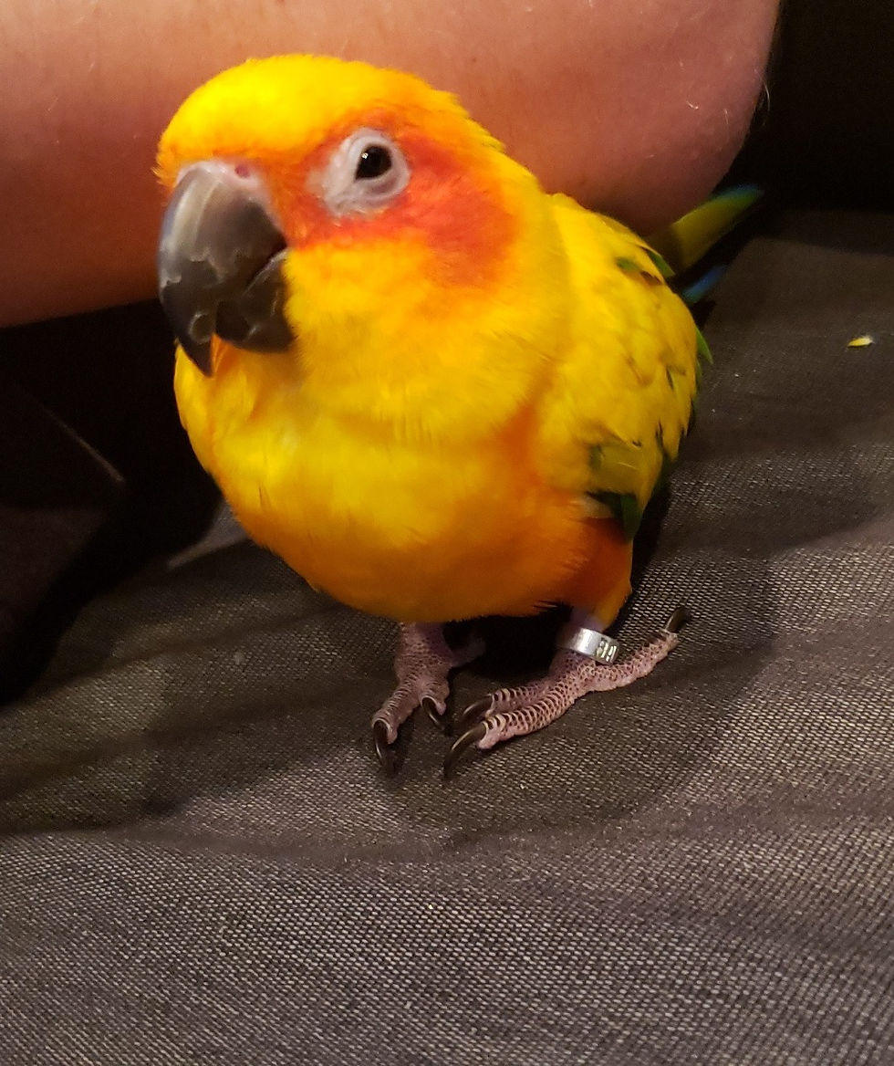 Bird Intelligence