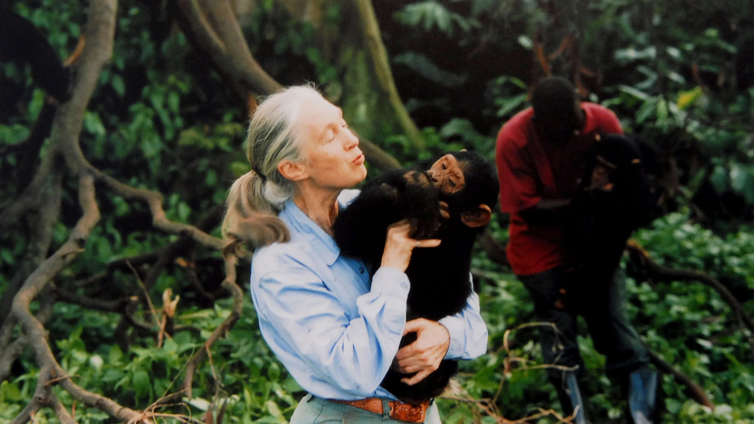 Jane Goodall cuddling a chimpanzee