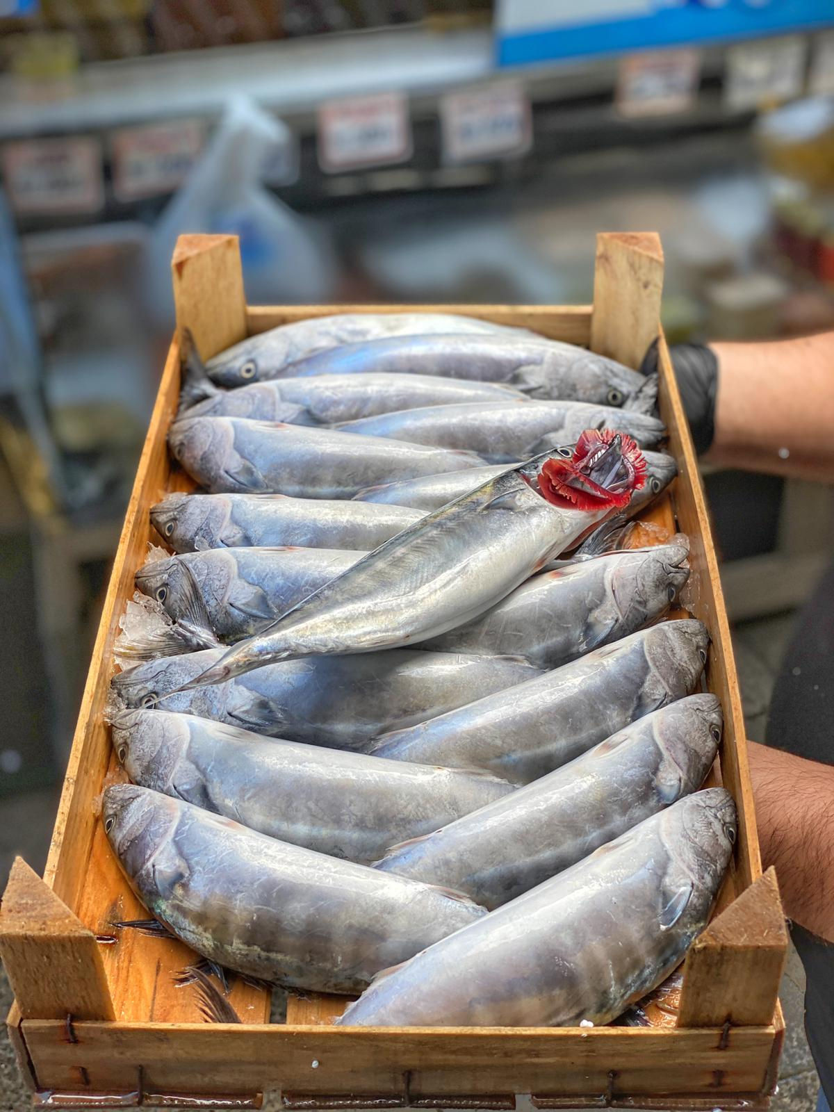 Palamut (ortalama 750-800gr)