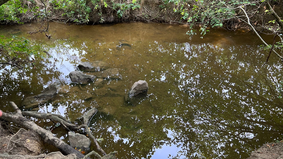 Earlswood Brook in August 2023.. no sewage fungus