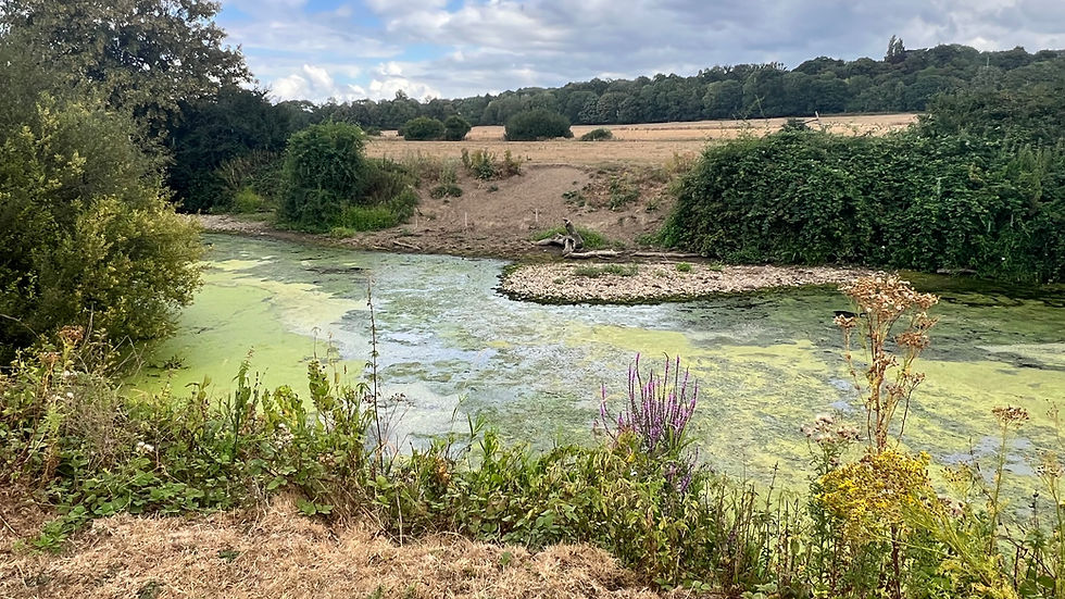 Summer 2026: When the Mole runs low, new pollution shows!
