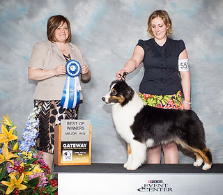 AKC/ASCA Ch/CKC GCh Ninebark Wish List SJ-N SE MJ HIC