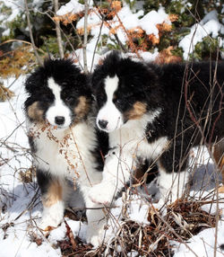 twins_med