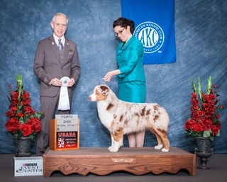ASCA/CKC Ch Ninebark Oracle Get Rich Quick