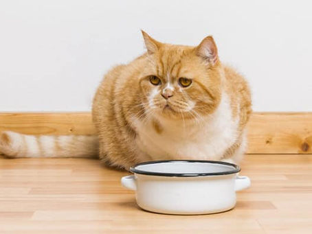 A Simple Guide To Cat Feeding Times
