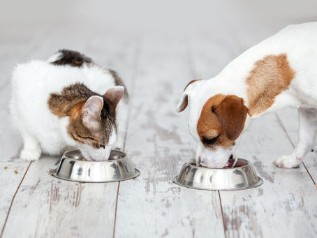 How To Choose The Right Pet Food