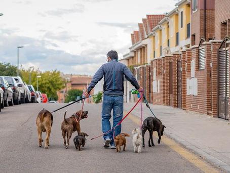 Professional Dog Walker vs App: What San Antonio Pet Owners Need to Know