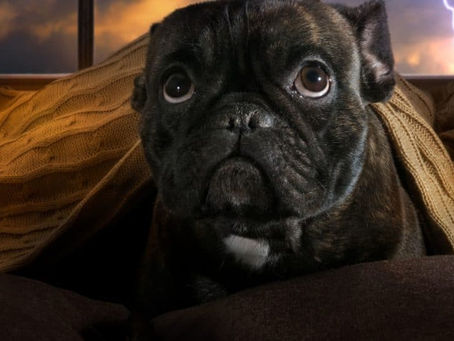 How to Help Your Pup with Thunderstorm Anxiety