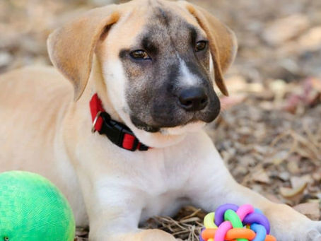 Puppy Teething 101