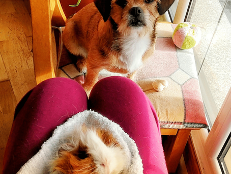 Why Pets Get Jealous, Causes and Solutions