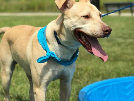 Hot Weather Safety Tips for Dogs in The Summer