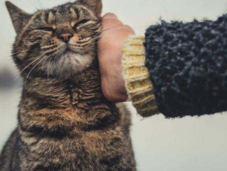 Why Cats Make the Perfect Pets