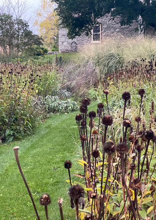 Seed heads in the late autumn garden