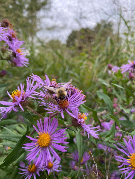 bumble bee on New England aster