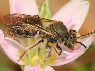 Spring Beauty Mining Bee and Claytonia Virginica