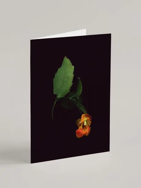 A card from Raoul & Simone featuring jewelweed.
